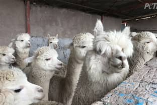 Ascena Retail Group to stop using alpaca fur across brands