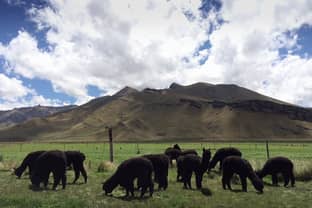 Black Alpaca wool -  the 'Dom Pérignon' of natural fibres