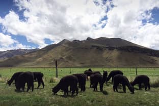 Zwarte Alpacawol: de 'Dom Pérignon' van natuurlijke vezels