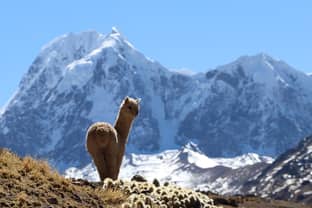 Reis naar het Andes-gebergte: de geschiedenis van de Alpaca