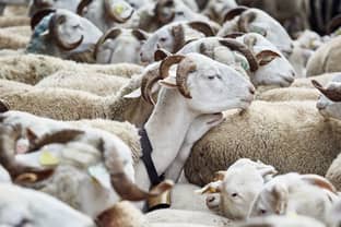 La filière française de la laine de moutons prépare sa renaissance