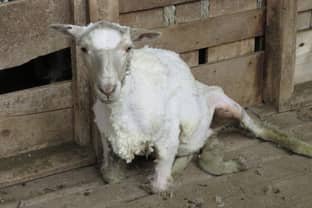 Wolllieferant von Patagonia, Stella McCartney bei Häutung lebender Schafe erwischt