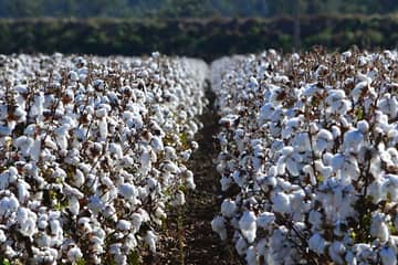 Cotton Australia aims to close gap between field and fashion