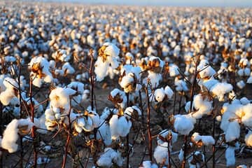 Wool and cotton price hit all-time highs as demand exceeds production