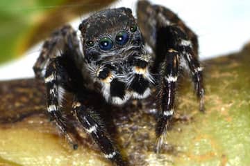 Новый вид пауков из Австралии назвали в честь Карла Лагерфельда