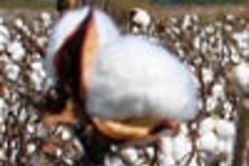 Futuros del algodón caen a mínimo de dos semanas