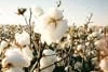 Cotton stock at all-time high