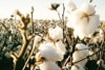 Récord histórico en el stock de algodón