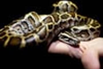 Kering crée un partenariat pour le commerce du Python