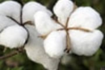Le coton enregistre une forte baisse de sa production