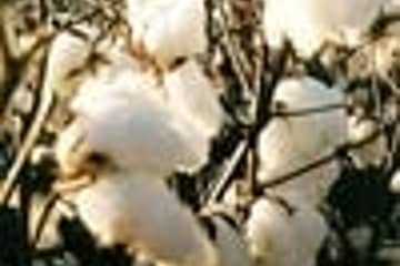 Record historique de stock de coton