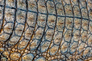 Discussie over exotische huiden laait op na verschijnen beeldmateriaal Australische krokodillenfokkerijen
