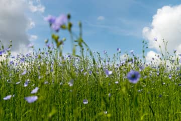 Affichage environnemental : le lin anticipe les nouvelles réglementations européennes 