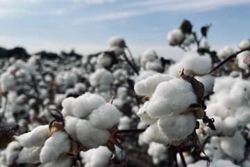 Better Cotton expands efforts to southern Chad through new partnerships