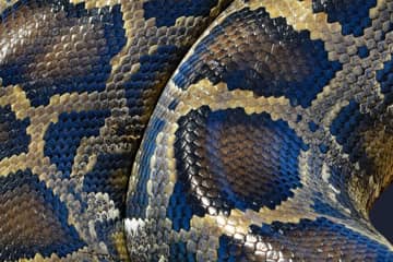 Inversa reveals python as its third invasive species leather offer