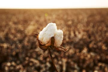 Better Cotton tekent duurzaamheidsbelofte van Verenigde Naties