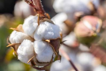 Albini Group coltiva in Puglia il cotone biologico tracciabile