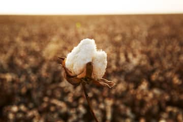 Revolutionising cotton production: Australia's climate-positive initiative