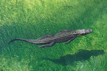 En Australie, du risque d'extinction au "paradis" des crocodiles