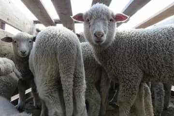 Patagonia cuts ties with wool supplier Ovis 21 following PETA exposé