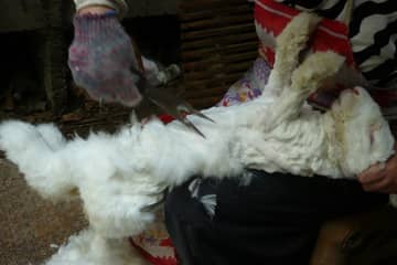 Angorawolle: Lacoste steigt ebenfalls aus