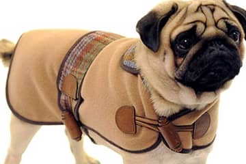 Designer fashion for pets sees sales growth