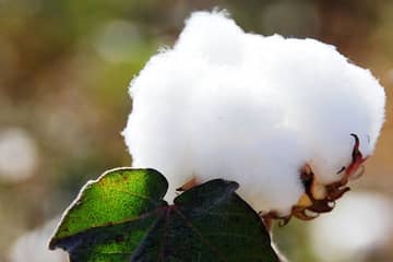 La Chine freine ses importations de coton