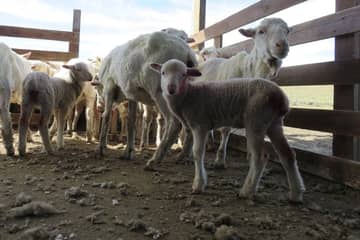 Chargeurs stopt samenwerking met schapenfokker na video Peta