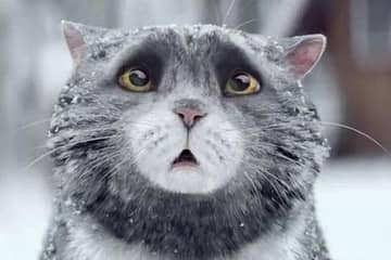 Sainsbury's 'Mog the Cat' wins the Christmas 2015 advert battle