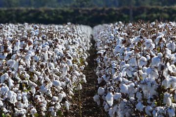 BCI, Cotton Australia wollen 225.000 pakistanische Baumwollbauern ausbilden