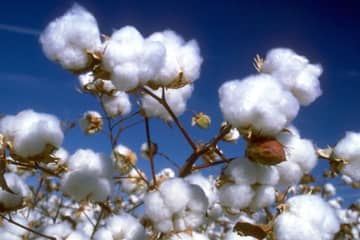 Worse-than-expected supply projections sink US cotton futures to historic lows