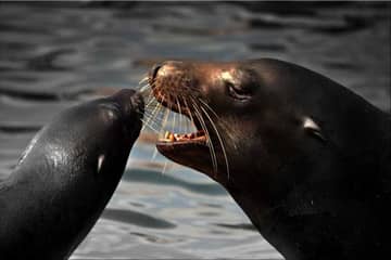 Gericht bestätigt Handelsverbot für Robbenprodukte