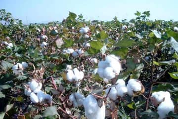 «100 Prozent Baumwolle»: Qualitätssiegel oder Boykottgrund?
