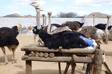 Hermès interpellé sur les conditions d'abattage des autruches par Peta