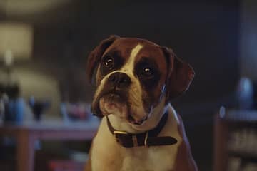 John Lewis launches 'Buster the Boxer' Christmas campaign