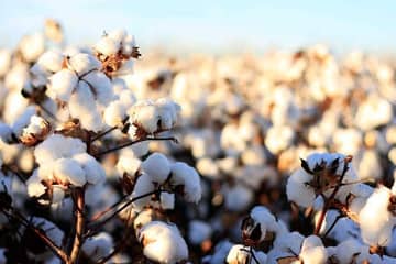 13 brands sign sustainable cotton pledge - but is organic cotton really better?