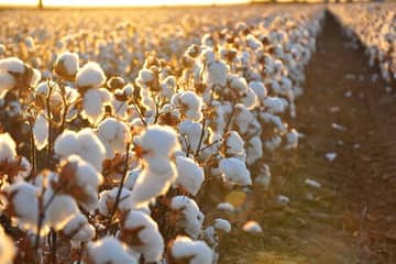 Are cotton prices to tumble after three years’ worth of growth?