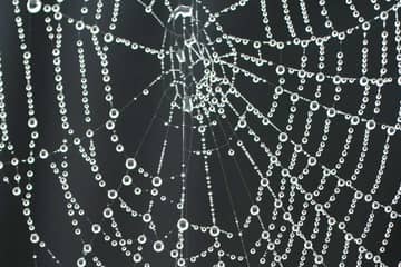 Wissenschaftler entwickeln umweltfreundliche künstliche Spinnenseide