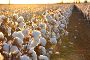 ¿Bajarán los precios del algodón después de tres años de crecimiento?
