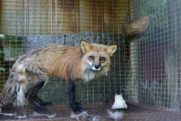 Animal charities urge UK government to ban animal-fur imports