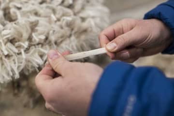 Organica : le label de laine mérinos le plus éco-responsable au monde