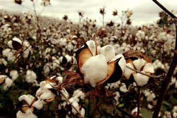 How cotton picked with forced labor in Turkmenistan finds its way to the high street