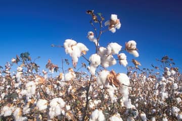Industria del cotone americano: ecco i target di sostenibilità