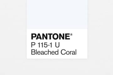 Дизайнеры предложили Pantone выбрать цвет "умирающего коралла" на 2020 г