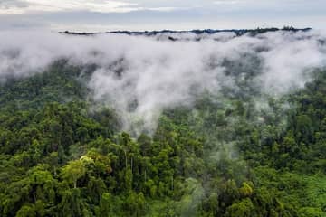 Stella McCartney lanza un nuevo “reto” en Instagram contra la deforestación en Indonesia