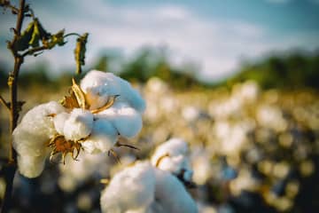 H&M Group, Gap Inc. top Better Cotton Initiative 2018 Leaderboard