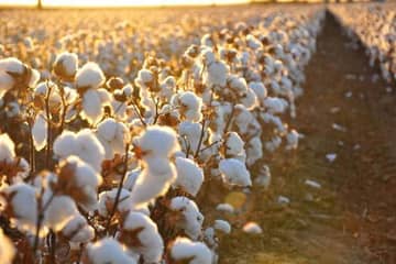 Cotton prices remain under pressure