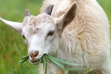 Que pense Peta de la métamorphose de la mode en faveur des animaux ?