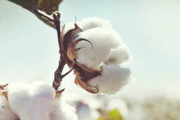 Aldi will bis 2025 auf nachhaltige Baumwolle umstellen