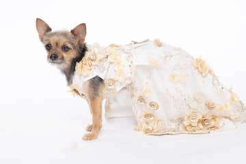 Petwear: The emerging market in the fashion industry